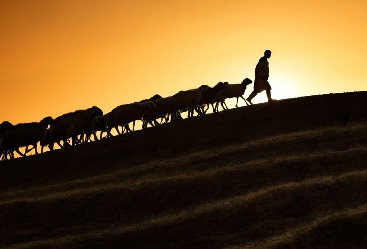 Sheep following the shepherd